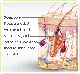 apocrine and sweat glands