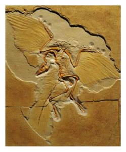 K selected go extinct, archaeopteryx